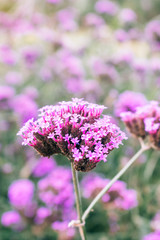 Obraz premium Purple flowers on beautiful bokeh background.