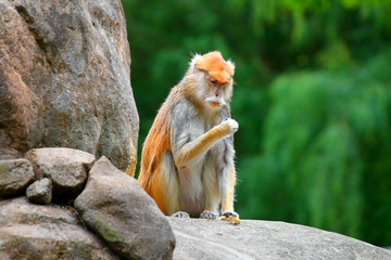 patas monkey Erythrocebus patas sitting on rock eating