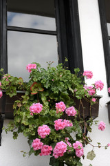 Fototapeta na wymiar Window with Blossoming Geranium