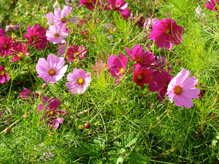 Obraz premium Cosmea
