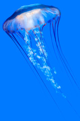 Fototapeta premium Pacific sea nettle (Chrysaora fuscescens)