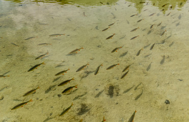 Pesci nel lago do Plitvice, Croazia