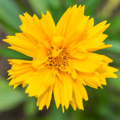 Coreopsis Radiation