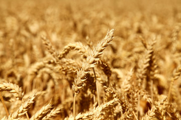 Wheat