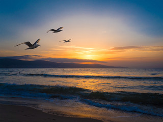 sonnenuntergang am strand m. möven