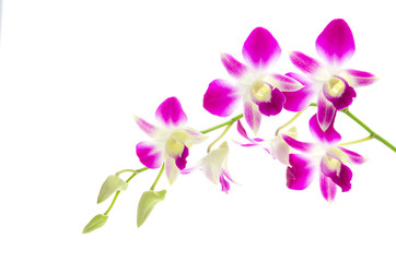 Naklejka na ściany i meble Purple orchid flower isolated white background