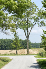 Fototapeta na wymiar Scenic country road with single tree and blue sky.