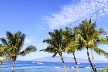 Fototapeta na wymiar Palm trees against blue sky and ocean