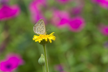 Beautiful Butterfly in the flower