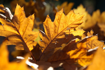 Autumn oak leaves as background