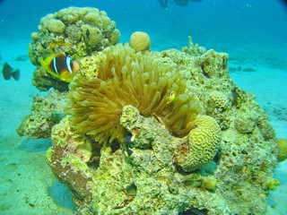 Naklejka na ściany i meble Sea life - coral and fish