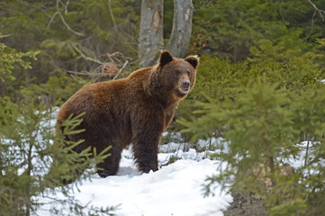 Brown bear in the woods in winter