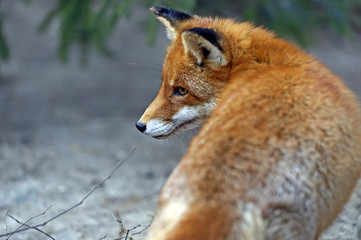 Fox portrait in natural habitat
