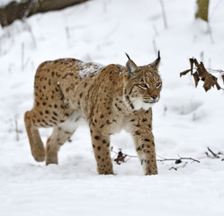 Fototapeta premium Lynx