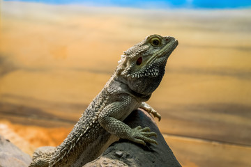Bearded dragon on rock