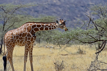 Giraffe