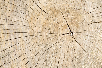 Piled tree trunk close up.