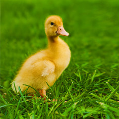Small yellow duckling outdoor on green grass