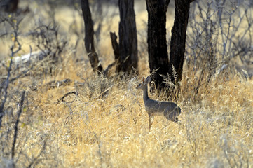 Gazelle Dik Dik