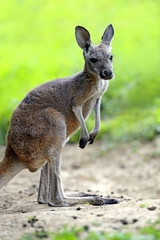 Naklejka na ściany i meble Kangaroos