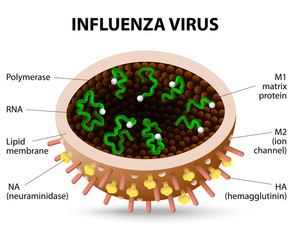 influenza virus.
