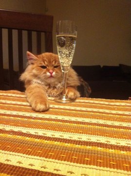 A Cat Celebrating With Champagne