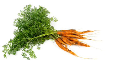 freshly picked carrots isolated on white
