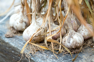 garlic bulbs