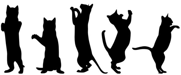 Katzen © frilled_dragon