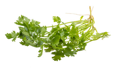 Coriander