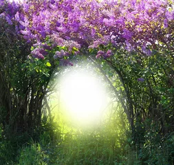 Photo sur Aluminium Lilas Paysage de forêt de printemps magique