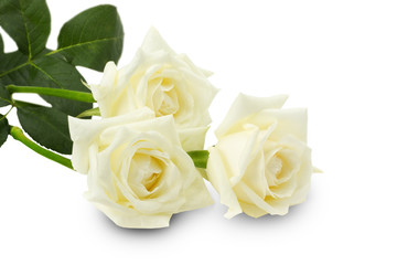 Obraz premium białe róże na białym tle na białym tle