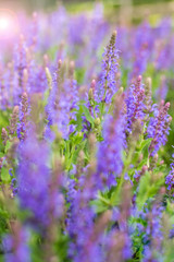 Obraz premium Lavender flowers