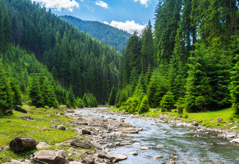 Mountain river in the coniferous forest. © pyansetia2008