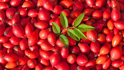 Hagebutten - Rosa canina
