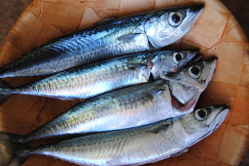 maquereau