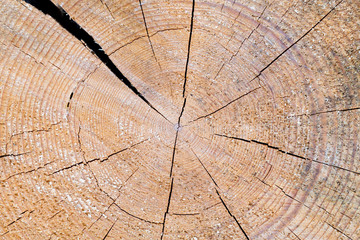 Fototapeta premium Old wood texture