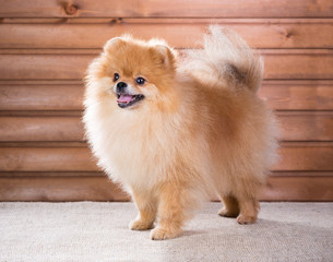 Fototapeta na wymiar Portrait Pomeranian dog