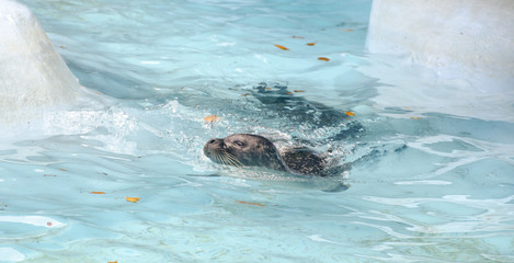 Seals swim freely