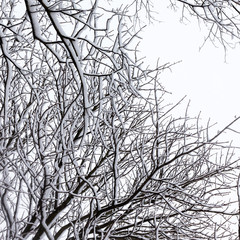 Winter tree conceptual photo