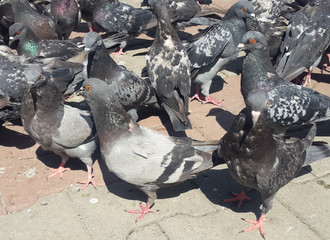 Fototapeta premium Pigeons portrait in the park