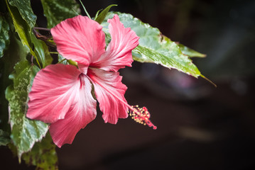 Hibiscus