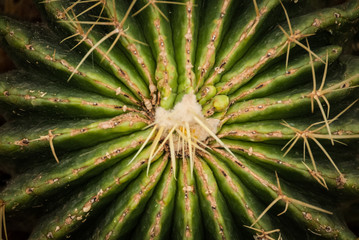 Naklejka na ściany i meble Cactus close-up