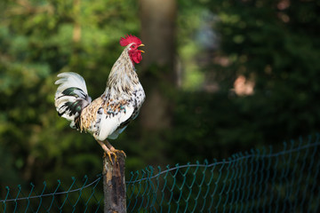 rooster or chickens on traditional free range poultry farm
