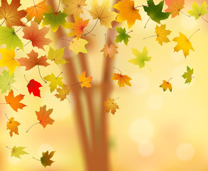 Naklejka na ściany i meble Maple autumn leaves falling down on natural background