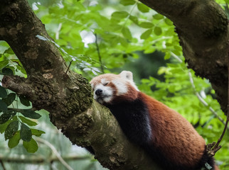 Fototapeta premium Snoozy red panda