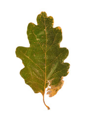 Dried autumn leaves isolated on white background