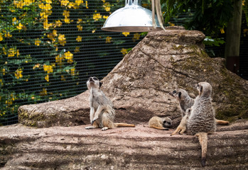 Curious meerkats
