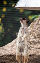 Curious meerkat