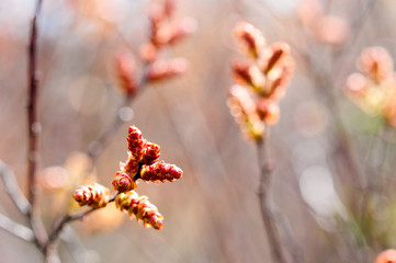 Frühling. Erste Knospen